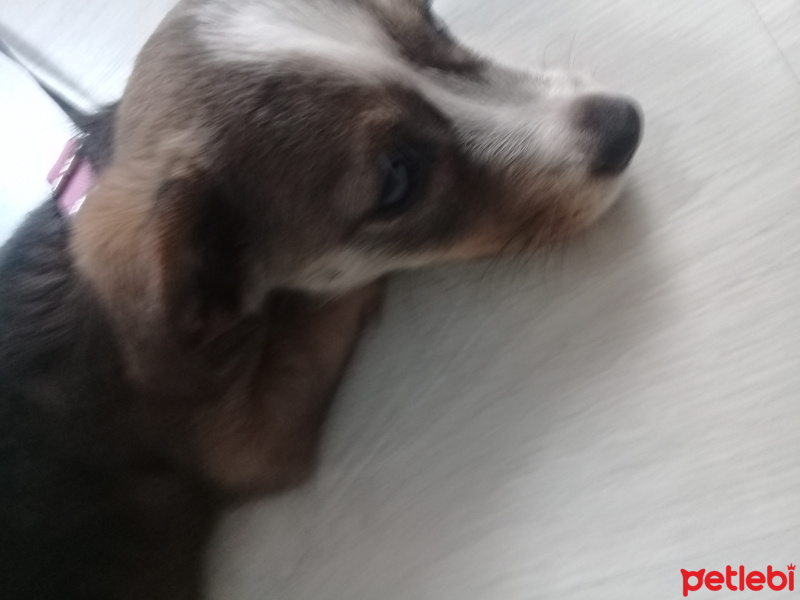 Jack Russell Terrier, Köpek  Lady fotoğrafı