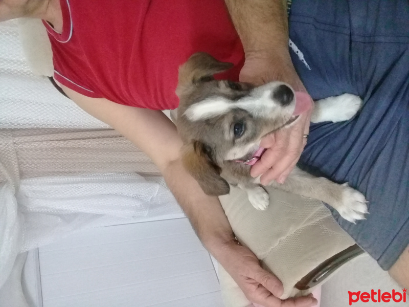 Jack Russell Terrier, Köpek  Lady fotoğrafı