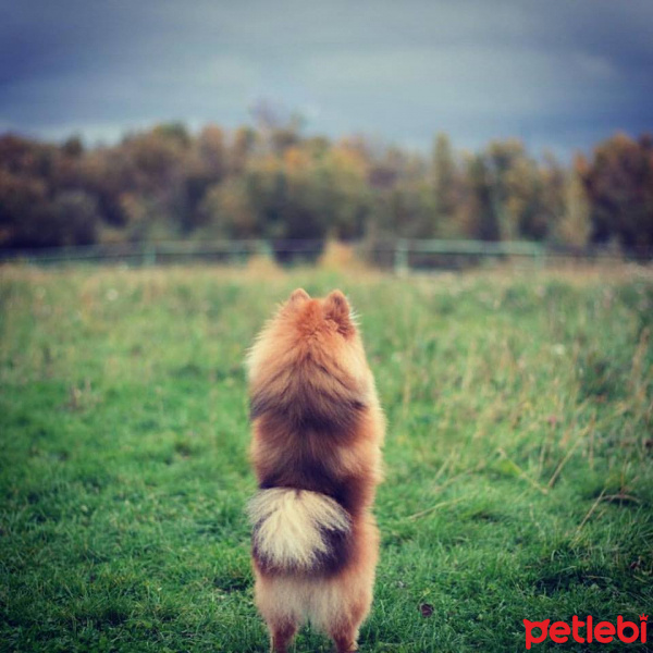 Pomeranyalı, Köpek  şans fotoğrafı