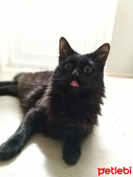 Maine Coon, Kedi  Kırpık fotoğrafı