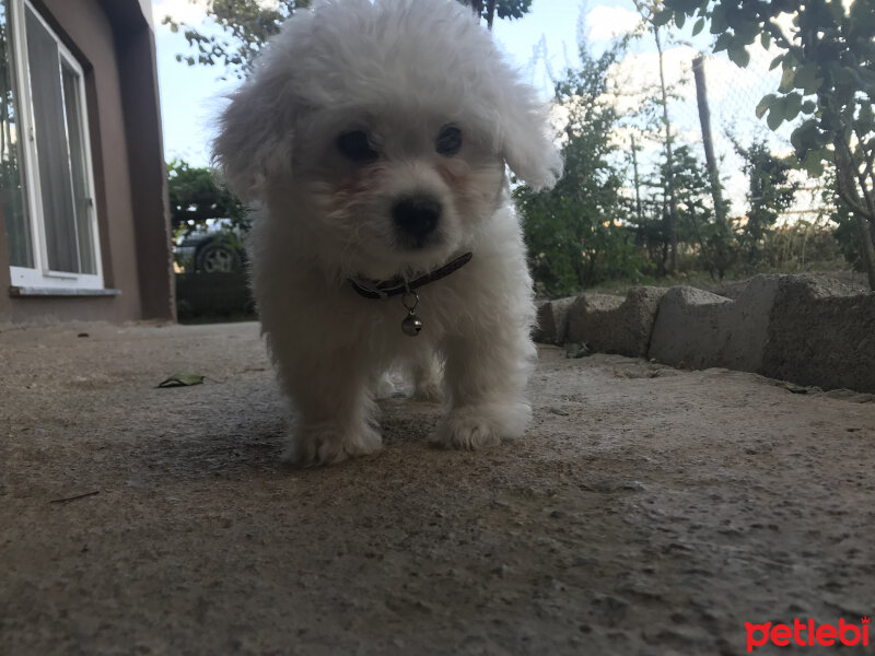 Maltese, Köpek  Rio fotoğrafı