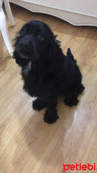 Amerikan Cocker Spaniel, Köpek  gofret fotoğrafı