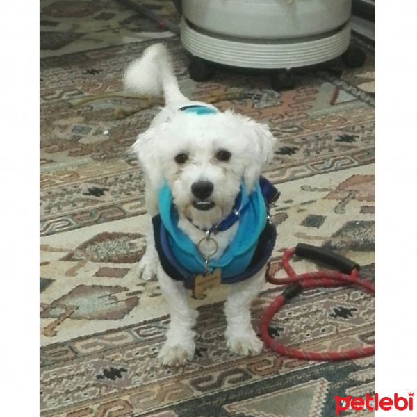 Maltese, Köpek  ARTHUR fotoğrafı