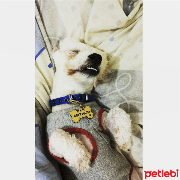 Maltese, Köpek  ARTHUR fotoğrafı