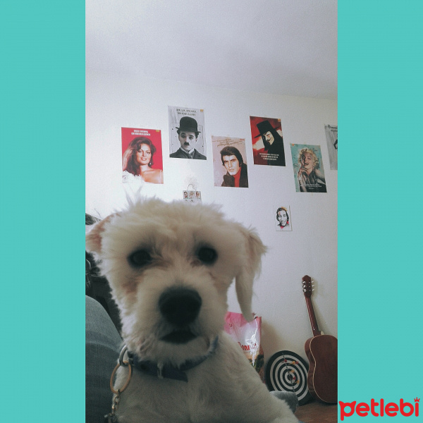 Maltese, Köpek  ARTHUR fotoğrafı