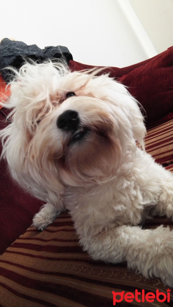 Maltese, Köpek  ARTHUR fotoğrafı