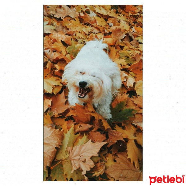 Maltese, Köpek  ARTHUR fotoğrafı