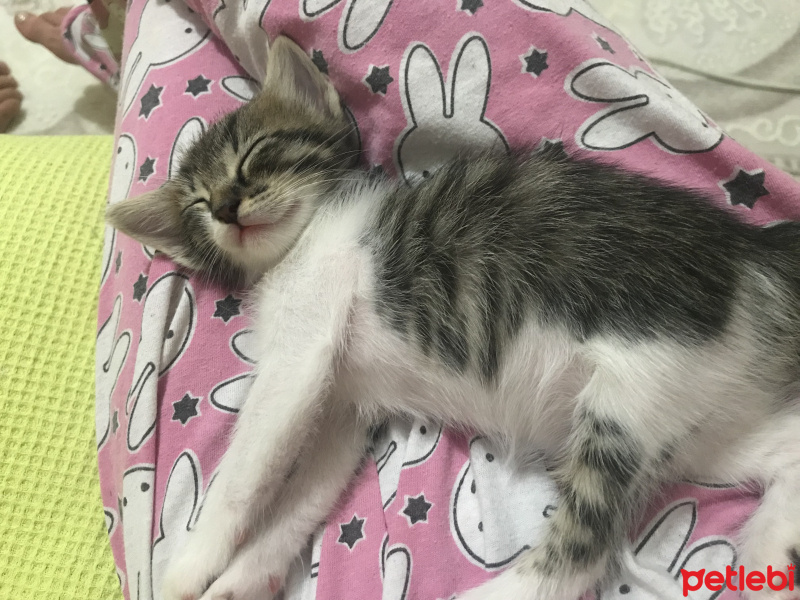 Tekir Kedi, Kedi  Lila fotoğrafı
