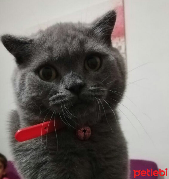 Scottish Fold, Kedi  Holmes fotoğrafı