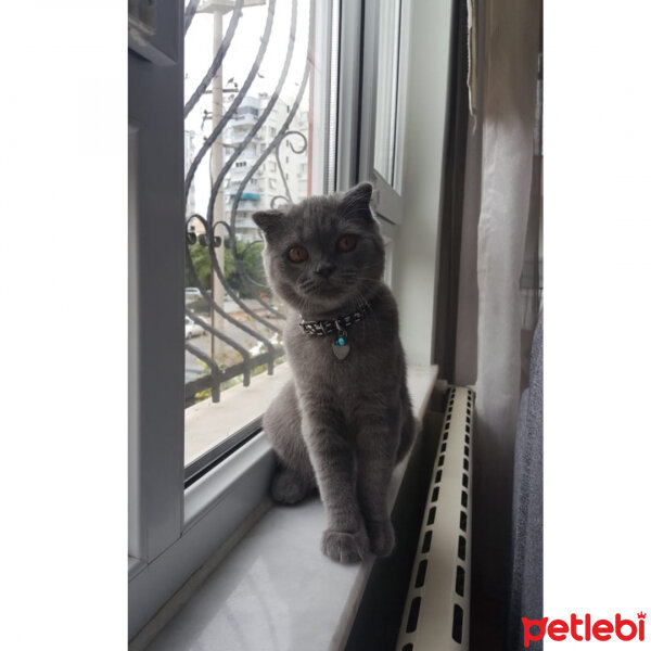 Scottish Fold, Kedi  Holmes fotoğrafı