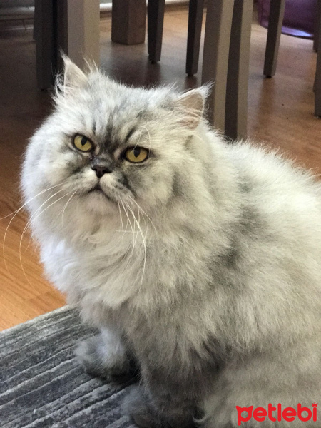 İran Kedisi (Persian), Kedi  Kontes fotoğrafı