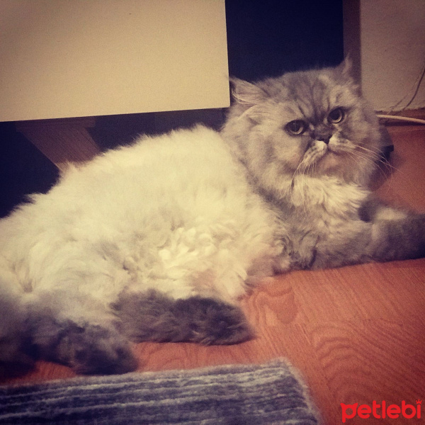 İran Kedisi (Persian), Kedi  Kontes fotoğrafı