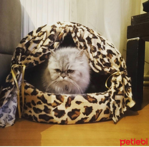 İran Kedisi (Persian), Kedi  Kontes fotoğrafı