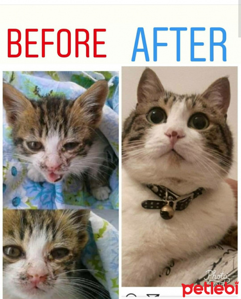 Tekir Kedi, Kedi  Kahve fotoğrafı