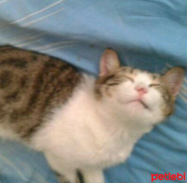 Tekir Kedi, Kedi  Kahve fotoğrafı