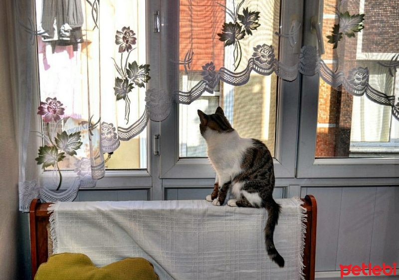Tekir Kedi, Kedi  Kahve fotoğrafı