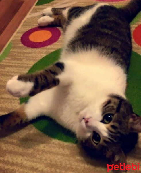 Tekir Kedi, Kedi  Kahve fotoğrafı