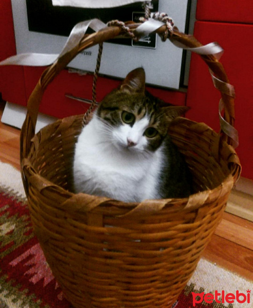 Tekir Kedi, Kedi  Kahve fotoğrafı