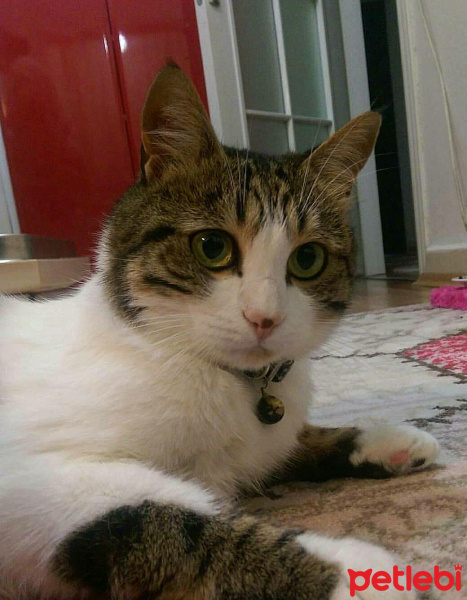 Tekir Kedi, Kedi  Kahve fotoğrafı