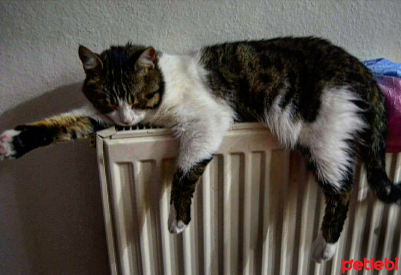 Tekir Kedi, Kedi  Kahve fotoğrafı