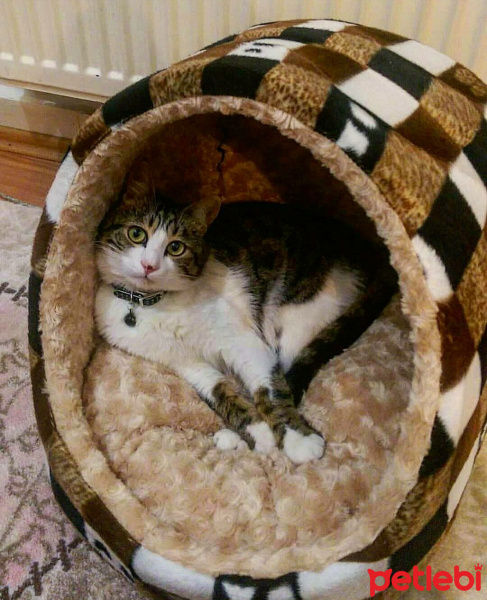 Tekir Kedi, Kedi  Kahve fotoğrafı