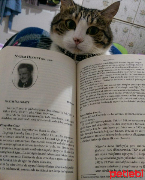 Tekir Kedi, Kedi  Kahve fotoğrafı