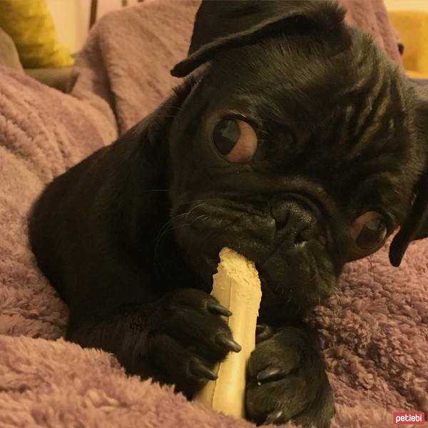 Pug, Köpek  Luca fotoğrafı