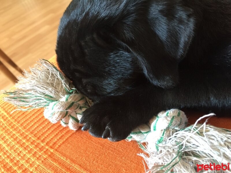 Pug, Köpek  Luca fotoğrafı