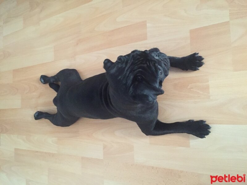 Pug, Köpek  Luca fotoğrafı