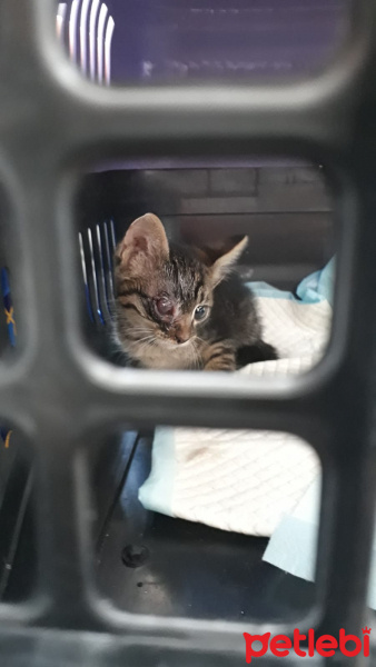 Tekir Kedi, Kedi  Lucy fotoğrafı