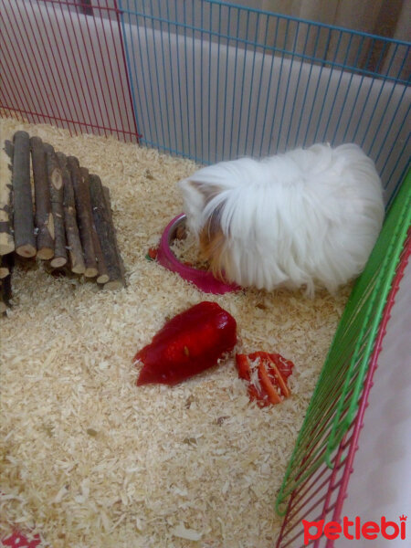 Guinea Pig, Kemirgen  Kuki fotoğrafı