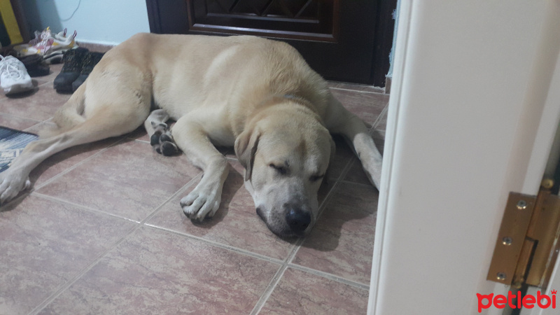 Kangal, Köpek  Poyraz fotoğrafı