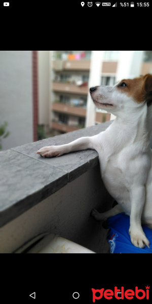 Jack Russell Terrier, Köpek  Milka fotoğrafı