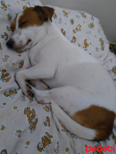 Jack Russell Terrier, Köpek  Milka fotoğrafı