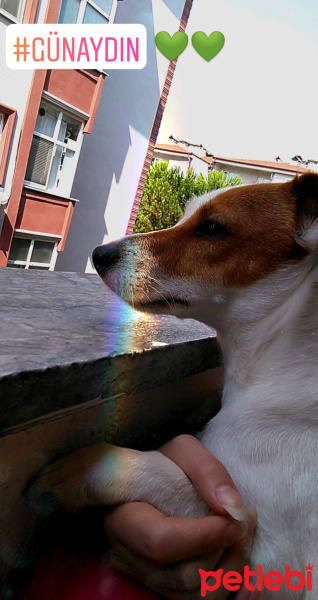 Jack Russell Terrier, Köpek  Milka fotoğrafı