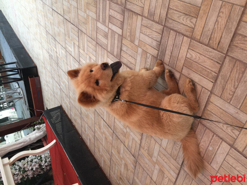 Chow Chow (çin Aslanı), Köpek  Betty fotoğrafı