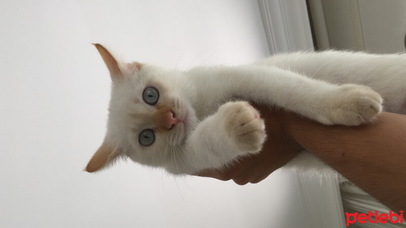 Scottish Fold, Kedi  Tekila fotoğrafı