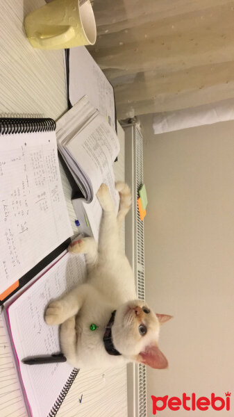 Scottish Fold, Kedi  Tekila fotoğrafı