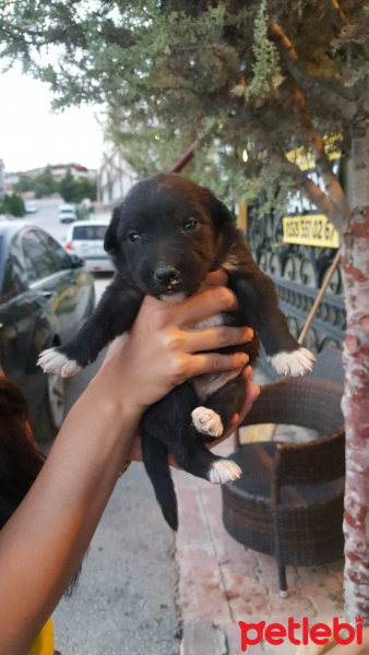 Kangal, Köpek  ACİLL! 6 TANE YAVRU KÖPEĞİME ÖMÜRLÜK YUVA ARIYORUM fotoğrafı