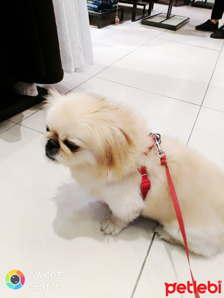 Pekingese, Köpek  Bumo fotoğrafı