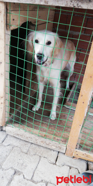 Golden Retriever, Köpek  Mia fotoğrafı