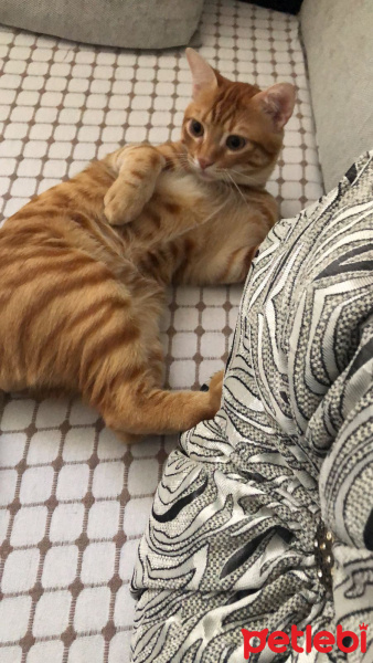 Tekir Kedi, Kedi  Portakal fotoğrafı
