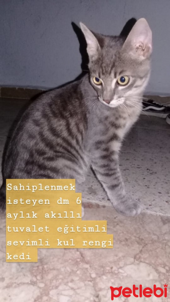 Tekir Kedi, Kedi  Duman fotoğrafı
