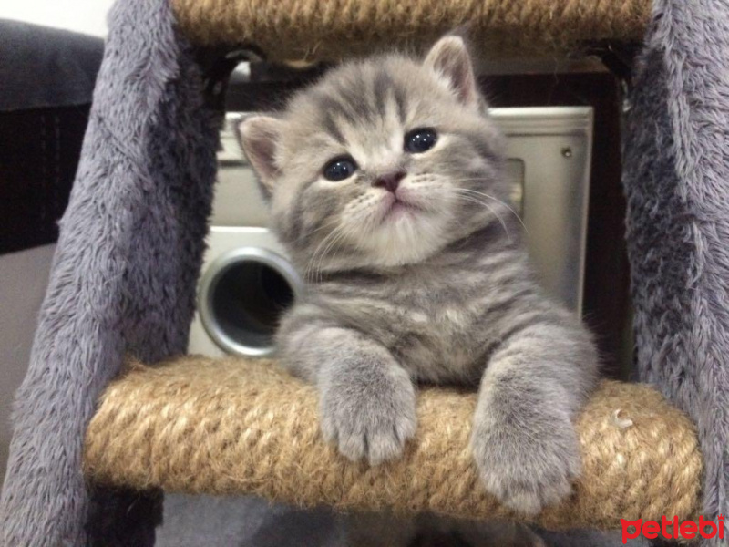British Shorthair, Kedi  Misha fotoğrafı