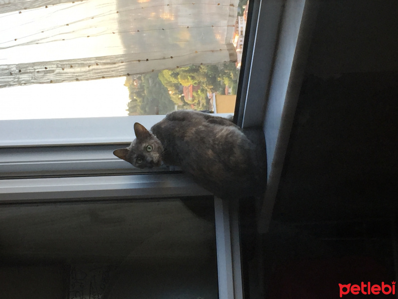 Korat, Kedi  Minnoş fotoğrafı