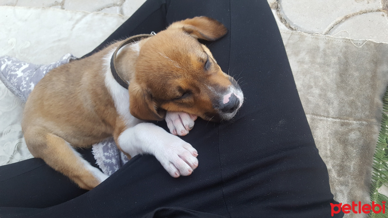 Sokö (Sokak Köpeği), Köpek  Duman fotoğrafı