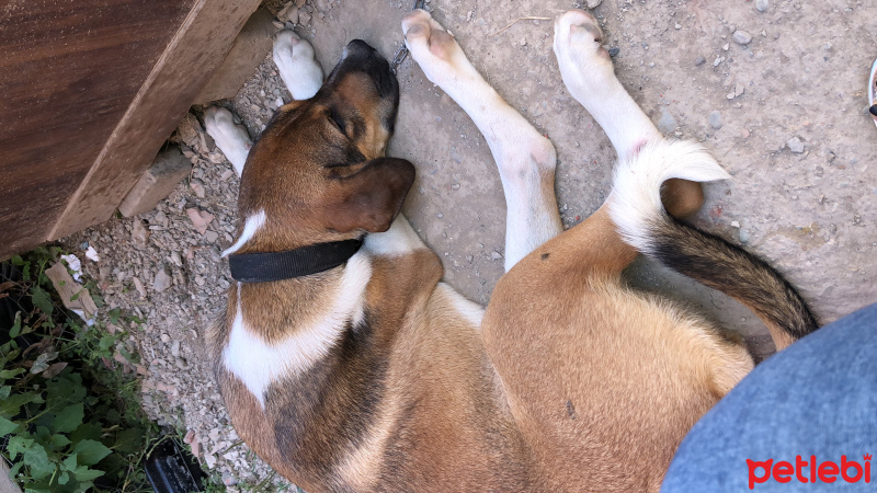 Sokö (Sokak Köpeği), Köpek  Duman fotoğrafı