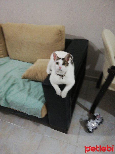 Tekir Kedi, Kedi  Duman fotoğrafı