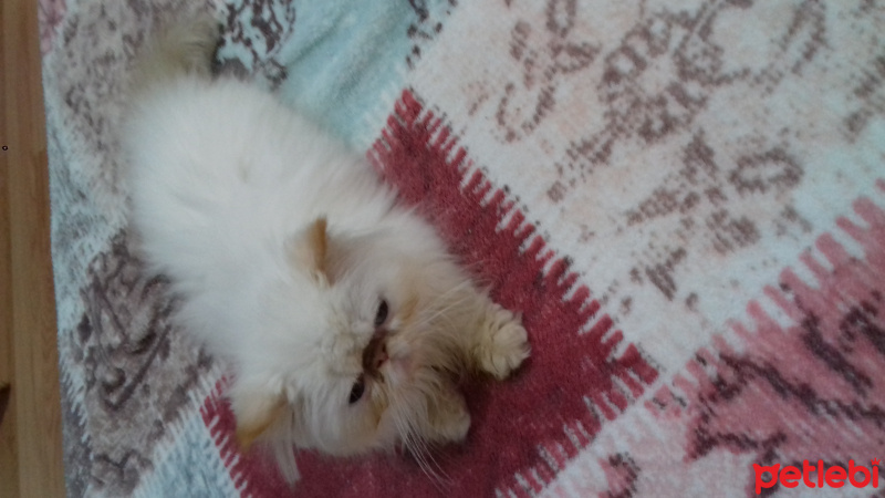 İran Kedisi (Persian), Kedi  Pamuk fotoğrafı