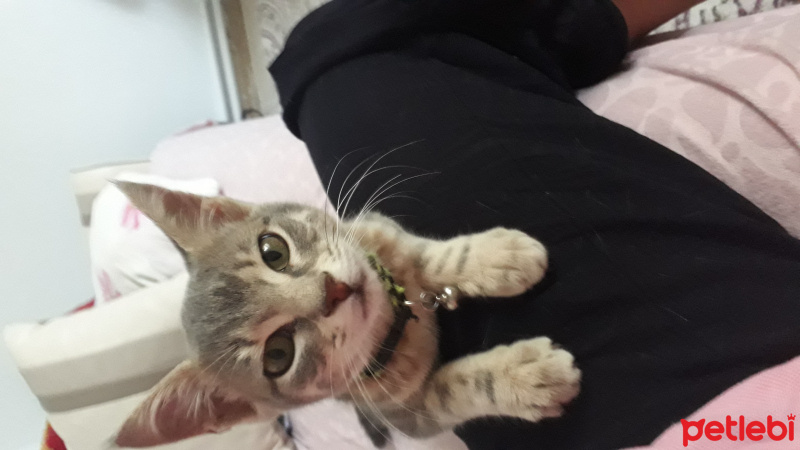 Tekir Kedi, Kedi  Pati fotoğrafı